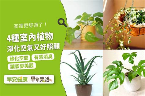 好養的室外植物|20種室內和室外植物